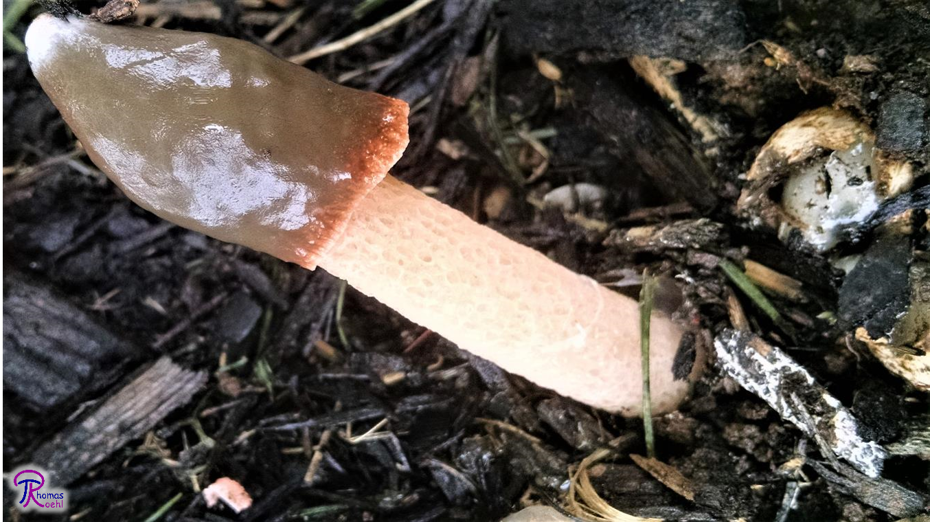 Devil's stinkhorn (Phallus rubicundus) - Picture Mushroom