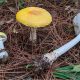Amanita muscaria development